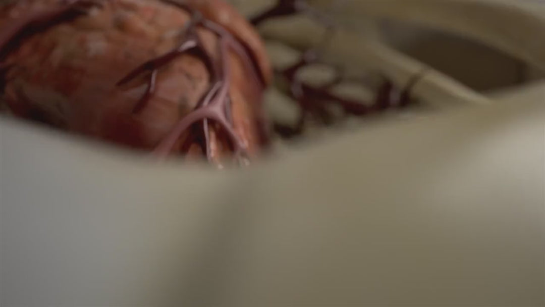 Beating heart 3D transition